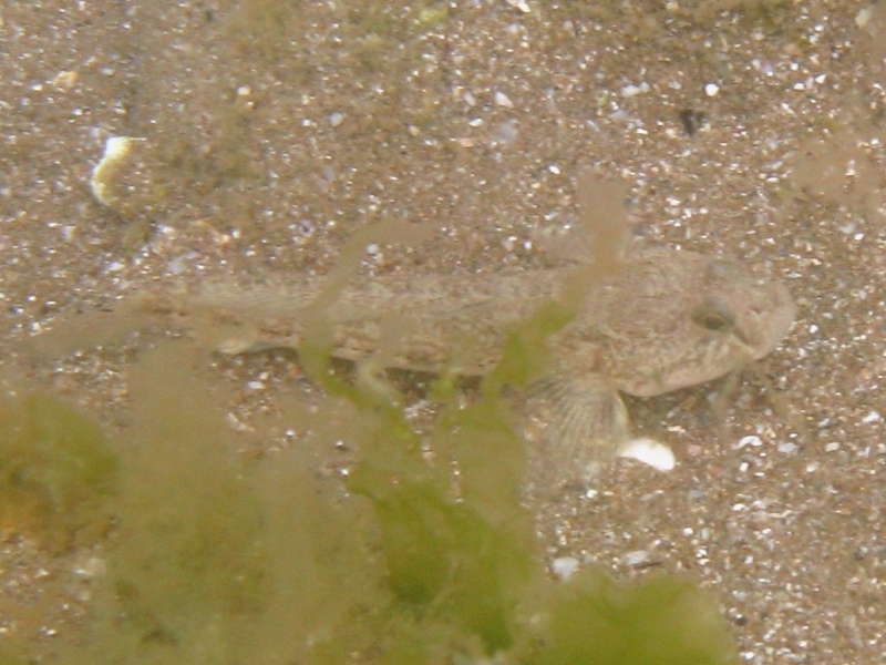 Gobius niger